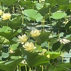 angelbaby1417 (Angel Baby) OnlyFans Leaked Pictures and Videos 

 profile picture