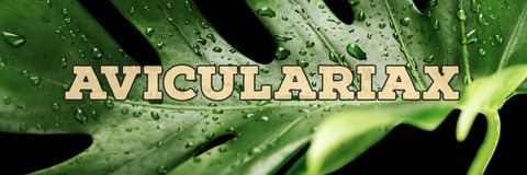 Header of aviculariax