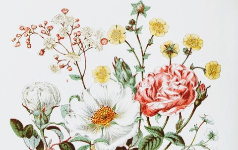 Header of botanicalbooty