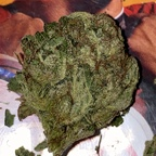 creampied (Wildfire) free OnlyFans Leaked Pictures & Videos 

 profile picture