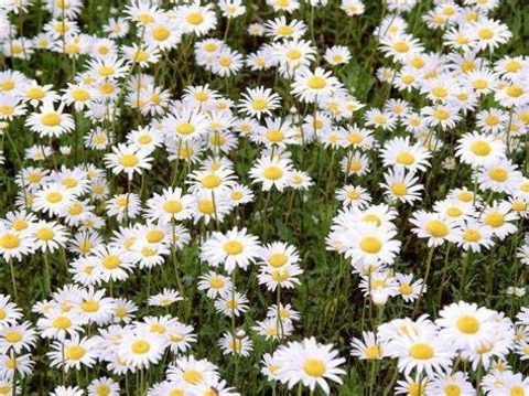 Header of daisy1595