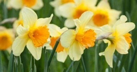 Header of daphnedaffodil