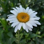 Evelyn (eve_1) Leak OnlyFans 

 profile picture