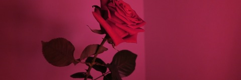 Header of foreignrose415