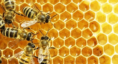 Header of honeybeeblues