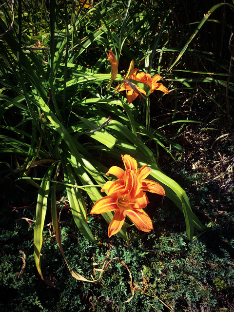 Header of lady_amethyst6