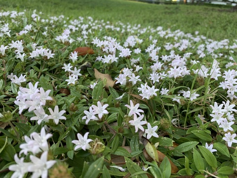 Header of layniebugggg