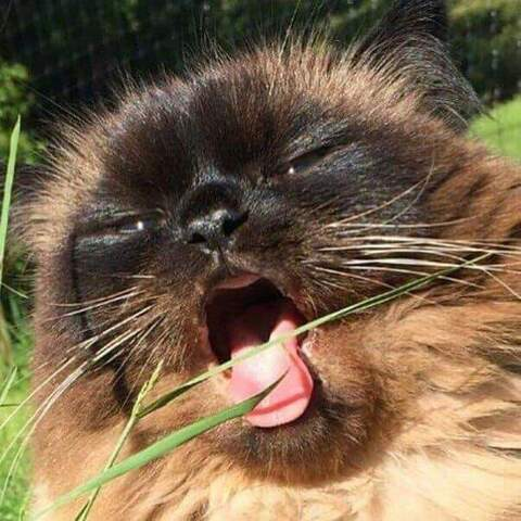 Header of lilotterton