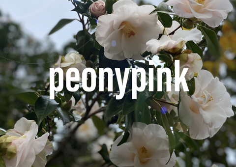 Header of peonypink