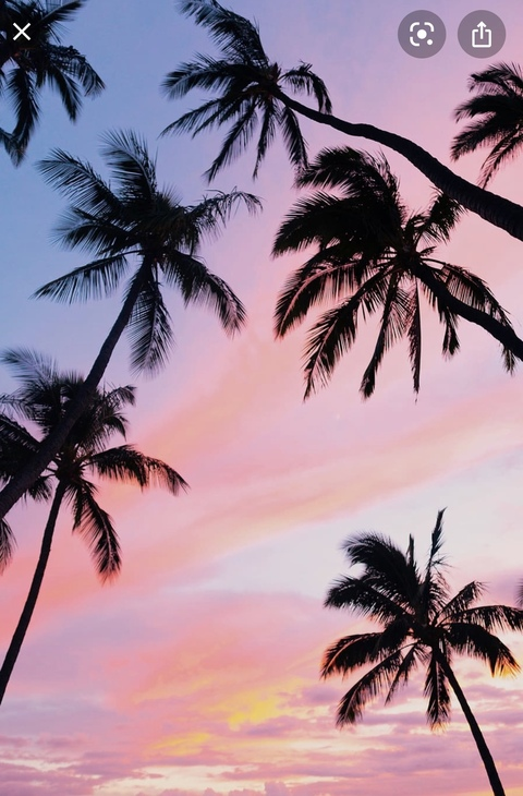 Header of pinkpalmtree711