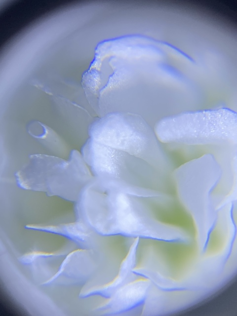 Header of powerfulclit