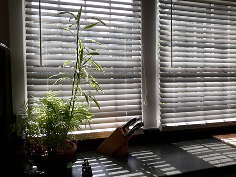 Header of sageandsunny