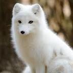 Onlyfans leaked snowfox2020 

 profile picture