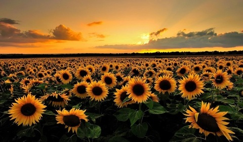 Header of sunflowermay