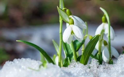 Header of sweetgalanthus