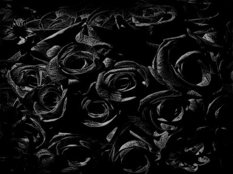 Header of t-roze