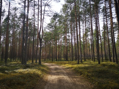 Header of thehoticetea