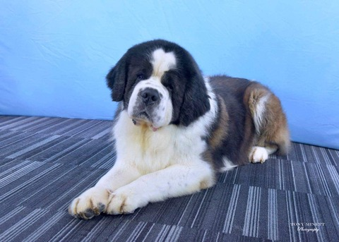 Header of u251650243